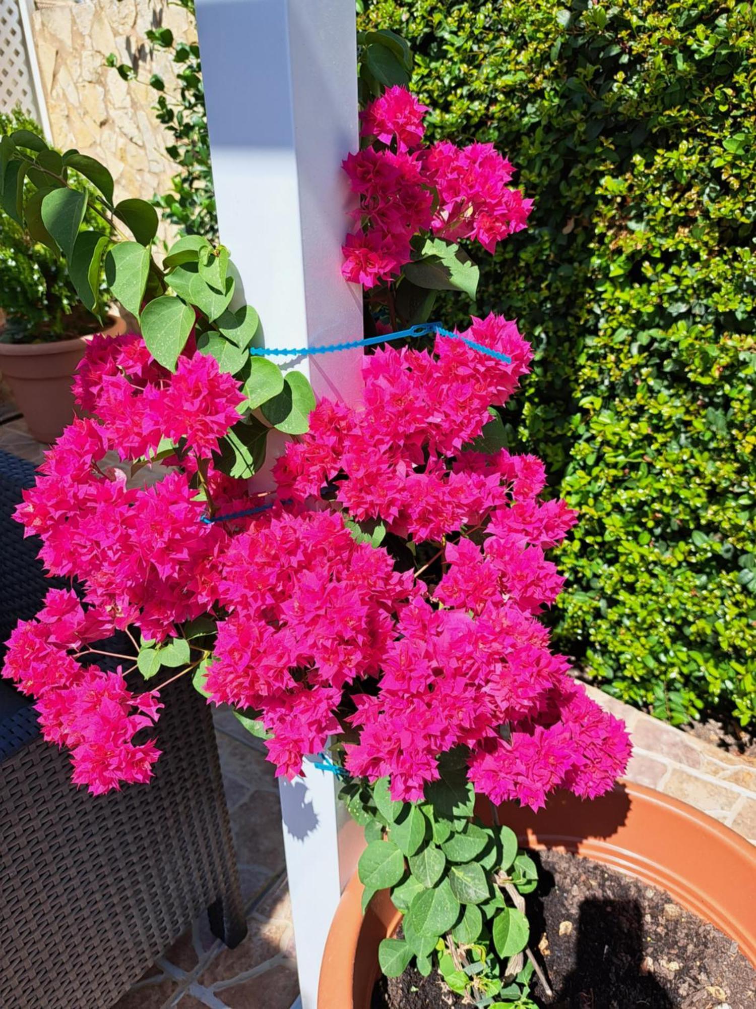Villa Mariamar Albufeira Buitenkant foto